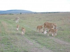 Family Safari in South Africa