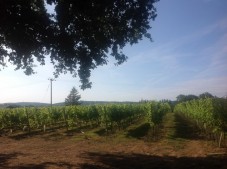 Vineyard Tour and Tasting with Lunch for four