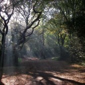 2-Hours ‘Hop Stopping’ Tour of Hainault Forest, Essex - 2 Adults and 1 Child