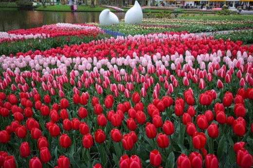 Keukenhof and Flower Fields Guided Tour from Rotterdam