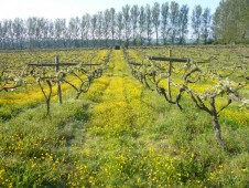 Vineyard Tour and Tasting with Lunch for Two