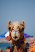 Ski Dubai and Desert Safari with Dinner and Show