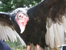 Falconry Experience - Private Adventure