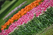 Keukenhof and Flower Fields Guided Tour from Rotterdam