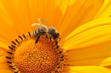 Adopt a Bee Gift