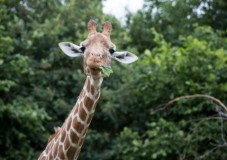 Whipsnade Zoo Ticket (for Two)