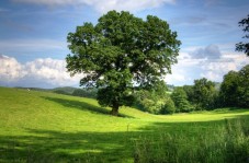 An Oak tree stands tall and proud