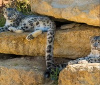 Visite du Bioparc - Zoo de Doué-la-Fontaine: Billet coupe-file - (49)