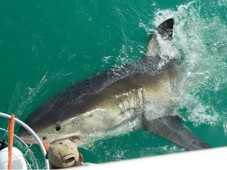 Shark Cage Diving in South Africa