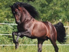 Original Andalusian Horses Show