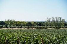 Dégustation de vins, visite de la cave et safari à Alentejo pour 2