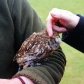 Owl Experience Day