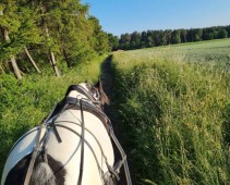 Horse drawn carriage ride with afternoon cream tea for two