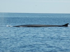 Dolphin and Whale Watching in Ireland