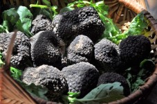 Guided Truffle Hunt in Istria