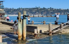 San Francisco: Muir Woods, Sausalito, and Sonoma Wine Tour