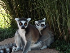 Zoom Biopark tickets