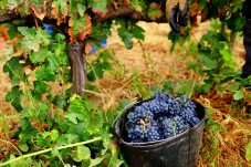 Dégustation de vins, visite de la cave et safari à Alentejo pour 2