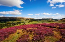 North York Moors and Whitby day trip from York