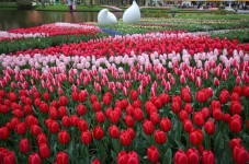Keukenhof and Flower Fields Guided Tour from Rotterdam