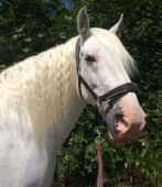 Passeio de Charrete a Cavalo para Casamento