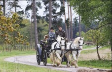 Horse Drawn Carriage Ride with Lunch for Two