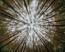 San Francisco: Muir Woods, Sausalito, and Sonoma Wine Tour