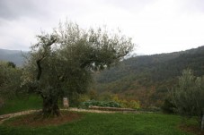 Guided Truffle Hunt in Istria