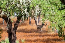 Dégustation de vins, visite de la cave et safari à Alentejo pour 2