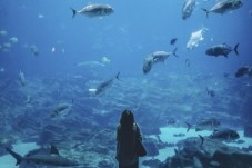 Visite de l'Aquarium de Paris - Billet enfant - (3-12 ans)