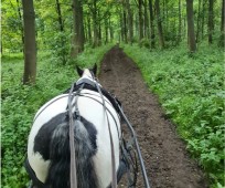 Horse drawn carriage ride with afternoon cream tea for two