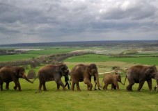 Elephants at Whipsnade Zoo