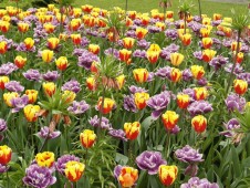 Keukenhof and Flower Fields Guided Tour from Rotterdam
