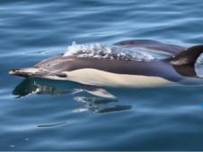 Almoço a Bordo em Barco Pirata na Costa do Algarve p/ Criança até 10 anos