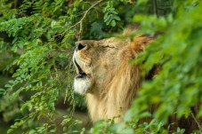 Visite du Bioparc - Zoo de Doué-la-Fontaine: Billet coupe-file - (49)